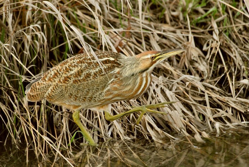 American Bittern (Botaurus lentiginosus) DSC_0182 by NDomer73 is licensed under CC BY-NC-ND 2.0.